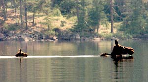 moose swimming